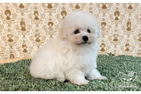 成約済の愛知県のタイニープードル-170468の8枚目